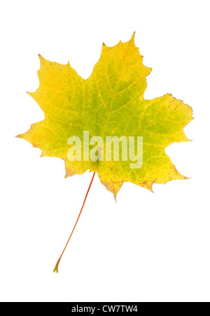 Autunno maple leaf Foto Stock