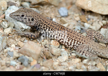 Whiptail meridionale, (Aspidoscelis tigri puntilineatis), motivi dell'Arizona-Sonora Desert Museum Pima county, Arizona, Stati Uniti. Foto Stock