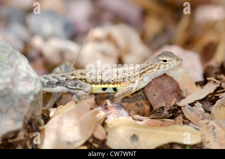 Elegante Earless Lizard, (Holbrookia elegans), montagne Huachuca, Cochise county, Arizona, Stati Uniti. Foto Stock