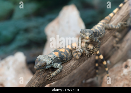 Laudakia Stellio STELLIONE Foto Stock