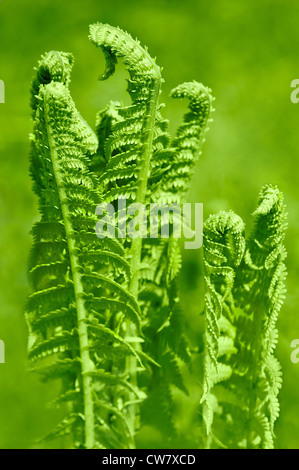 Giovane e bella Verde foglie di felce in foresta Foto Stock