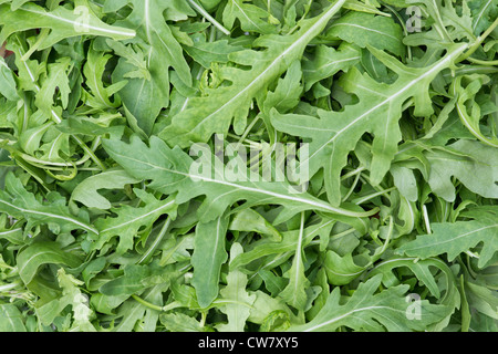 Eruca sativa. Foglie di rucola Foto Stock