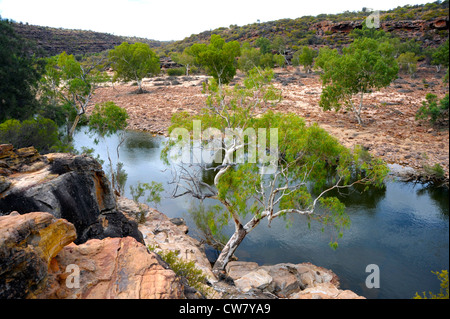 Ross Graham belvedere sopra il fiume Murchison in Kalbarri National Park Australia Occidentale Foto Stock