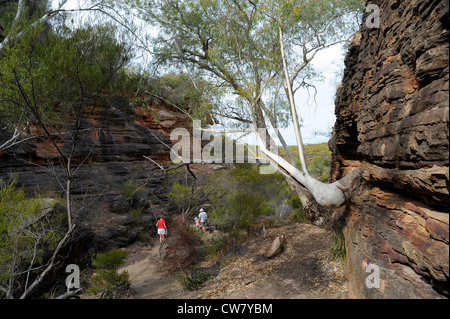 A piedi la Gorge Trail nel Kalbarri National Park Australia Occidentale Foto Stock