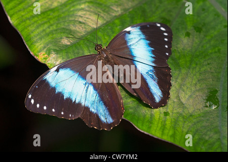 Un adulto nastrare re calzolaio butterfly Foto Stock