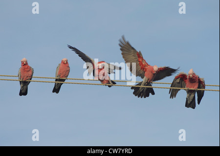 Galah noto anche come il Rose breasted Cockatoo Foto Stock