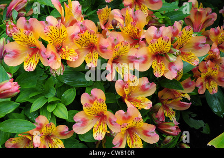 Alstromeria. Giglio peruviano. Foto Stock