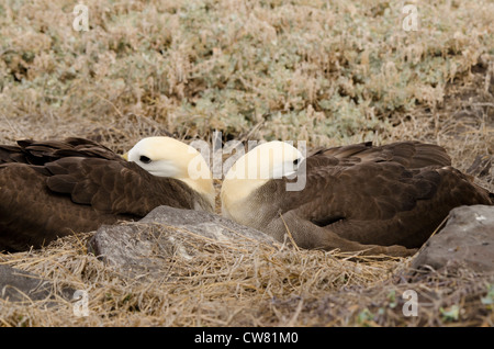 Ecuador, Galapagos, all'Isola Espanola (aka cofano), Punta Suarez. Endemica albatro ondulata (Wild: Phoebastria irrorata). Foto Stock