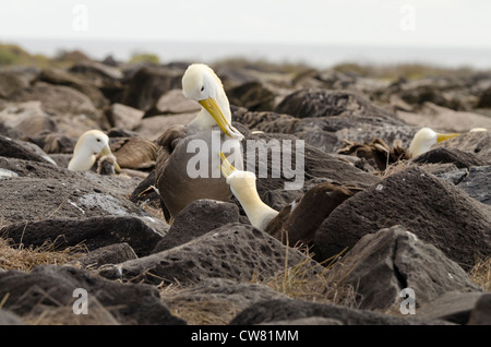 Ecuador, Galapagos, all'Isola Espanola (aka cofano), Punta Suarez. Endemica albatro ondulata (Wild: Phoebastria irrorata). Foto Stock