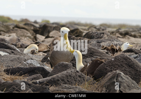 Ecuador, Galapagos, all'Isola Espanola (aka cofano), Punta Suarez. Endemica albatro ondulata (Wild: Phoebastria irrorata). Foto Stock