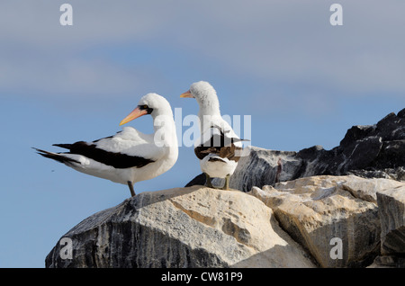 Ecuador, Galapagos, Espanola, Punta Suarez. Coppia di Nazca boobies (aka mascherata booby) (Wild: Sula granti) sulla scogliera. Foto Stock