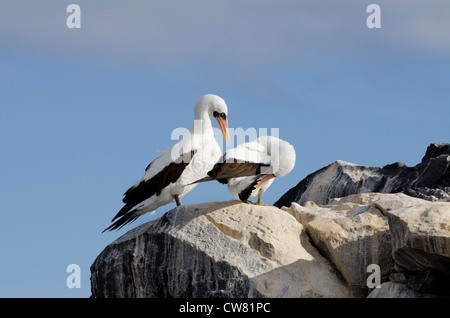 Ecuador, Galapagos, Espanola, Punta Suarez. Coppia di Nazca boobies (aka mascherata booby) (Wild: Sula granti) sulla scogliera. Foto Stock