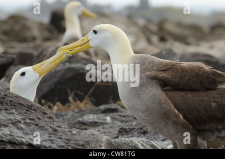 Ecuador, Galapagos, all'Isola Espanola (aka cofano), Punta Suarez. Endemica albatro ondulata (Wild: Phoebastria irrorata). Foto Stock