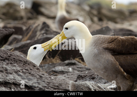 Ecuador, Galapagos, all'Isola Espanola (aka cofano), Punta Suarez. Endemica albatro ondulata (Wild: Phoebastria irrorata). Foto Stock