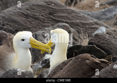 Ecuador, Galapagos, all'Isola Espanola (aka cofano), Punta Suarez. Endemica albatro ondulata (Wild: Phoebastria irrorata). Foto Stock