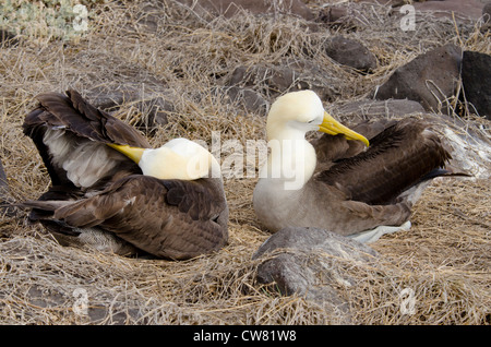 Ecuador, Galapagos, all'Isola Espanola (aka cofano), Punta Suarez. Endemica albatro ondulata (Wild: Phoebastria irrorata). Foto Stock