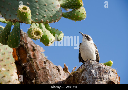 Ecuador, Galapagos, Santa Fe. Le Galapagos Mockingbird (sottospecie endemica - Nesomimus parvulus barringtoni). Foto Stock