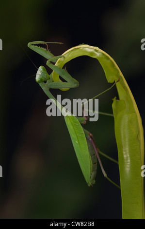 Una Gigantesca mantide religiosa asiatica in attesa di preda Foto Stock