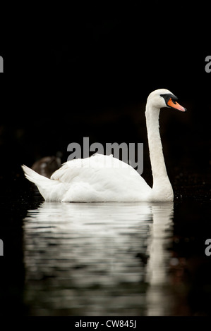 Cigno (Cygnus olor) fotografati contro uno sfondo nero sul fiume Doon a Ayr, Scozia. Foto Stock