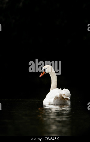 Cigno (Cygnus olor) fotografati contro uno sfondo nero sul fiume Doon a Ayr, Scozia. Foto Stock