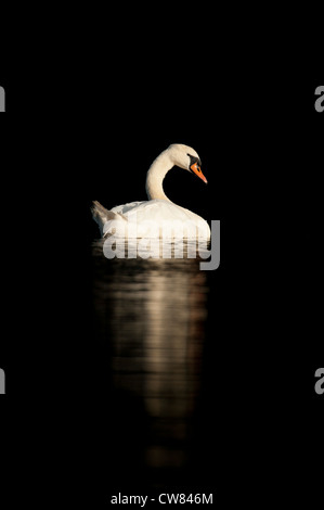 Cigno (Cygnus olor) fotografati contro uno sfondo nero sul fiume Doon a Ayr, Scozia. Foto Stock