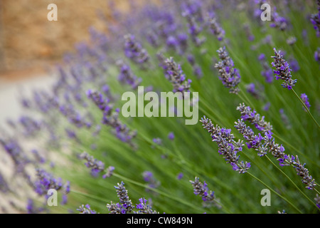 Lavanda francese presso una azienda vinicola nel villaggio di Feline-Minervois, Francia meridionale Foto Stock