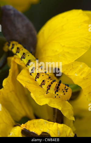 Una larva di colore arancione-banditi farfalla di zolfo Foto Stock