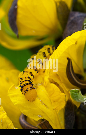 Una larva di colore arancione-banditi farfalla di zolfo Foto Stock