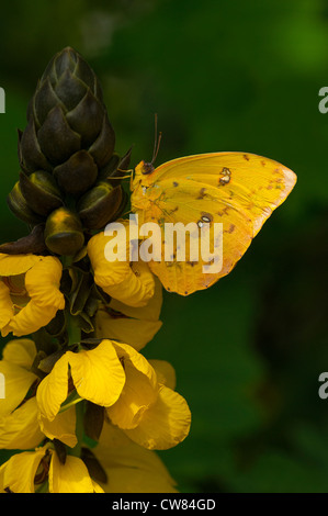 Un arancione-banditi in appoggio a farfalla Foto Stock