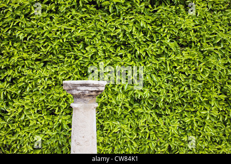 Il piedistallo della colonna nella parte anteriore di una siepe, lussureggianti, verdi muro vivente di foglie, un sacco di spazio copia. Foto Stock