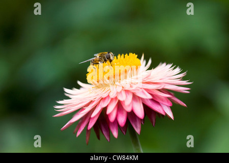 Alimentazione Hoverfly su Xerochrysum bracteatum fiore. Foto Stock