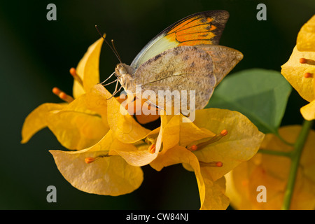 Un adulto grande punta arancione farfalla Foto Stock