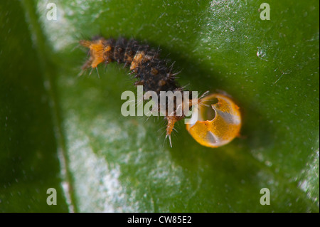 Larva di Thoas a coda di rondine di mangiare il suo uovo Foto Stock