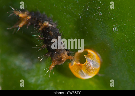 Larva della coda di rondine Thoas butterfly di mangiare il suo uovo Foto Stock