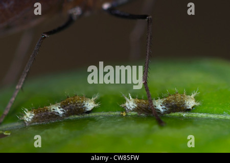 Giovani larve di Thoas a coda di rondine Foto Stock