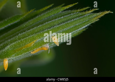 Una larva di un arancione-zolfo sbarrata a farfalla per mangiare il suo uovo Foto Stock