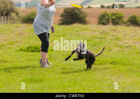 Donna gettando un frisbee per un cane in un campo. Foto Stock