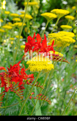 Crocosmia, 'Lucifero' e Achiliea, nel pieno fiore, Foto Stock