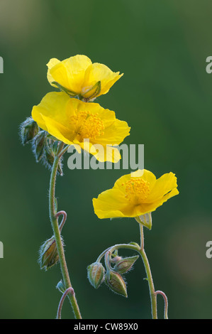 Comune di rock rose Helianthemum nummularium; Foto Stock