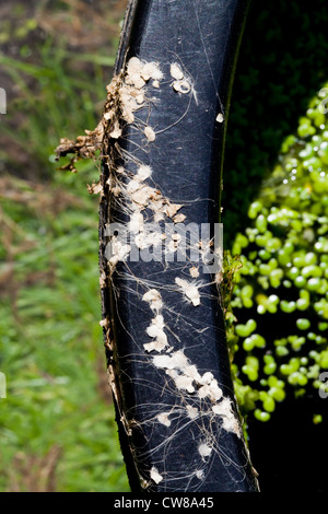 Lenti d'acqua (Lemna sp. ). Asciugato le foglie e le radici sul bordo del cerchio di un nero secchio di plastica. Vivere di lenticchie d'acqua sulla superficie dell'acqua. Foto Stock