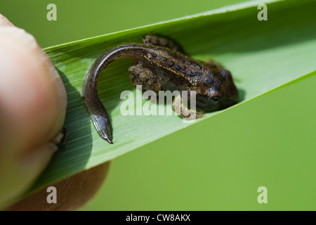 Rana comune (Rana temporaria). La metamorfosi quasi completato girino alla rana; coda per essere assorbita. Seduto su di una tenuta in mano a foglia. Foto Stock