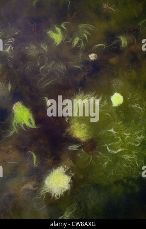 Coperta (erbaccia Cladophora sp. ). Un whisp stuoie di flottante alghe acquatiche sulla superficie di uno stagno. Norfolk. Foto Stock