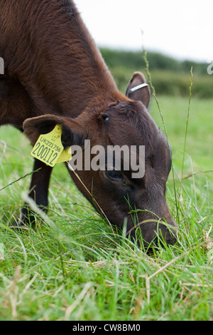 Gloucester giovenca (Bos taurus). Giovane vacca sul pascolo loglio seminato pasiure. Avvisatore acustico "BUD" è distinguibile sulla corona della testa Foto Stock