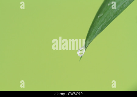 Acqua goccia caduta da foglia Foto Stock