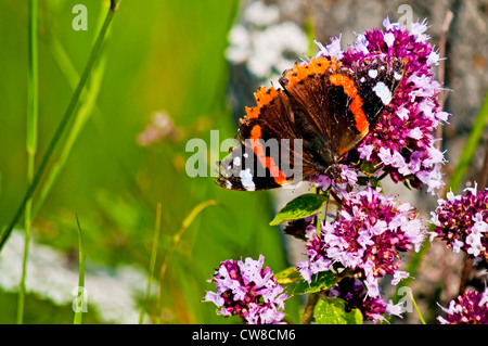 Red admiral butterfly sul origano Foto Stock