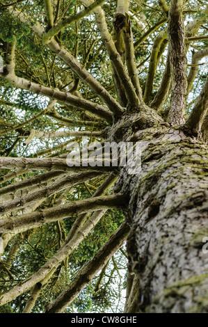 Guardando verso l'alto i rami di un abete Nordmann Foto Stock