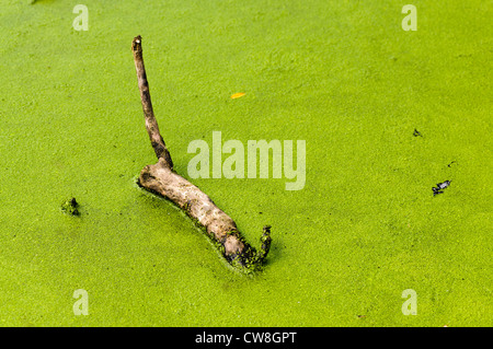 Ramo di albero galleggianti in acqua con uno strato di alghe verdi Foto Stock
