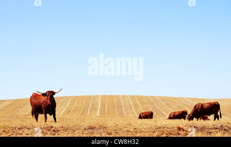 Le mucche in campo secco Foto Stock
