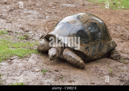 Eventualmente un Seicelle tartaruga gigante (Dipsochelys hololissa) specie estinte Foto Stock