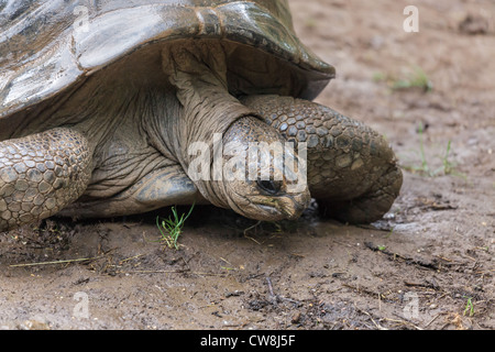 Eventualmente un Seicelle tartaruga gigante (Dipsochelys hololissa) specie estinte Foto Stock